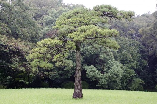松の育て方を徹底解説！正しいお手入れ方法を知って立派な木にしよう