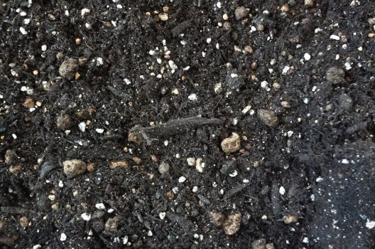 腐葉土の作り方は意外と簡単？腐葉土作りに使える植物や堆肥との違い