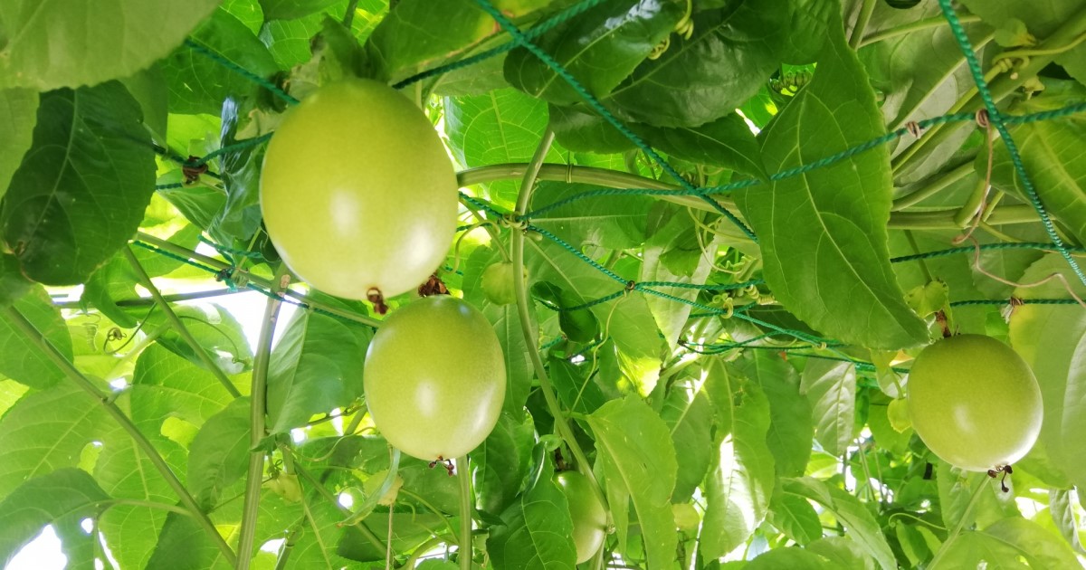パッションフルーツの剪定｜果実をつけるための管理・育て方も解説！