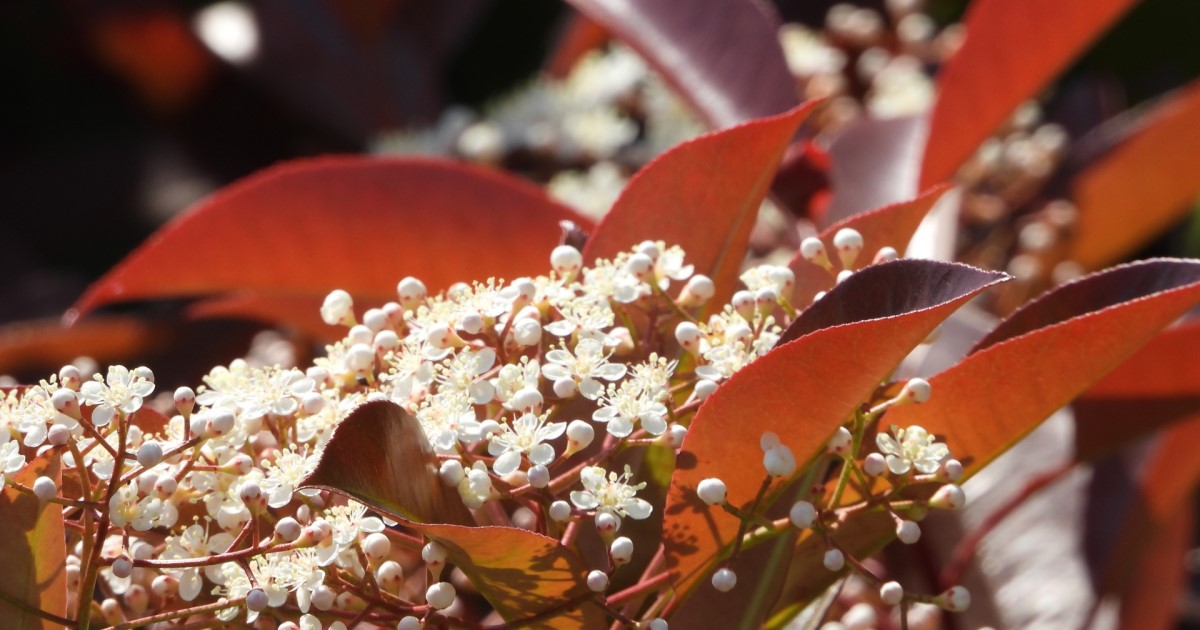 ベニカナメモチは生垣に最適！鮮やかな赤色の新芽を存分に楽しむ方法
